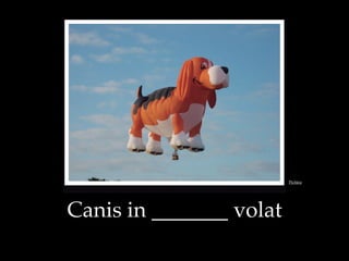 Canis in _______ volat
Pict$ra
 
