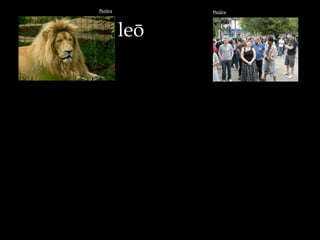 Pictūra Pictūra
leō
 