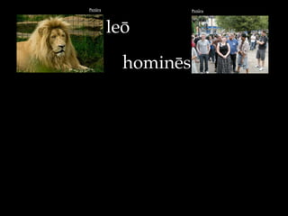 Pictūra Pictūra
hominēs
leō
 