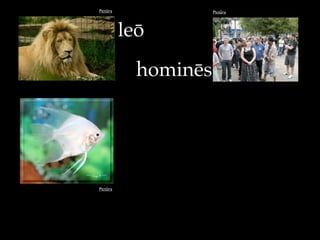 Pictūra Pictūra
Pictūra
hominēs
leō
 