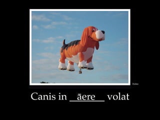 Canis in _______ volat!ere
Pict$ra
 