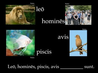 Pictūra Pictūra
Pictūra
Pictūra
hominēs
piscis
avis
Leō, hominēs, piscis, avis __________ sunt.
leō
 