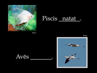 Pict!ra
Piscis _______.
Pict!ra
Av#s _______.
natat
 