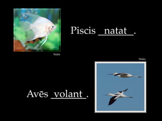 Pict!ra
Piscis _______.
Pict!ra
Av#s _______.
natat
volant
 