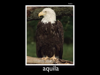 Pict!ra
aquila
 