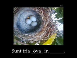 Pictūra
Sunt tria _____ in ______.ōva
 