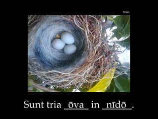 Pictūra
Sunt tria _____ in ______.ōva nīdō
 