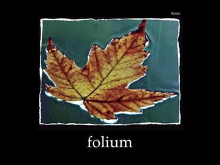 Pict!ra
folium
 