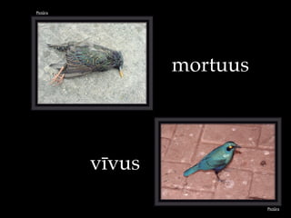 Pict!ra
mortuus
Pict!ra
v"vus
 