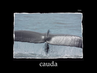 cauda
Pict$ra
 
