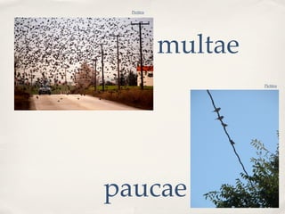 Pictūra




            multae
                     Pictūra




paucae
 