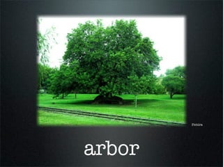 Pictūra
arbor
 
