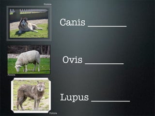Pictūra
Pictūra
Pictūra
Canis ________
Ovis ________
Lupus ________
 
