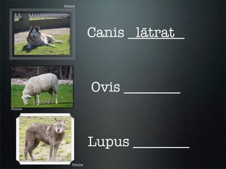 Pictūra
Pictūra
Pictūra
Canis ________
Ovis ________
Lupus ________
lātrat
 