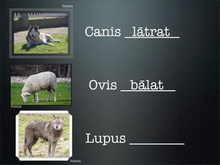 Pictūra
Pictūra
Pictūra
Canis ________
Ovis ________
Lupus ________
lātrat
bālat
 