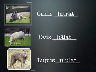Pictūra
Pictūra
Pictūra
Canis ________
Ovis ________
Lupus ________
lātrat
bālat
ululat
 