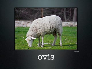 Pictūra
ovis
 