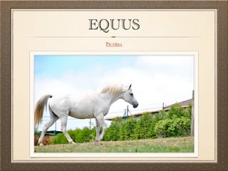 EQUUS
 Pictūra
 
