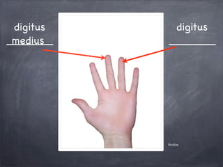 Pictūra
digitus
_______medius
digitus
_______
 