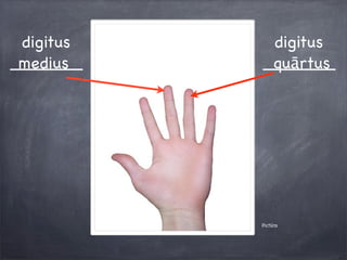 Pictūra
digitus
_______medius
digitus
_______quārtus
 
