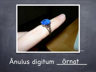 Pictūra
Ānulus digitum _______ōrnat
 