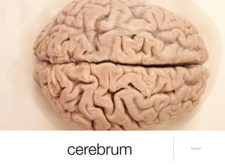 cerebrum   Pictūra
 