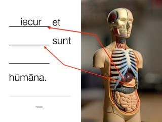 iecur
________ et
________ sunt
________
hūmāna.

     Pictūra
 
