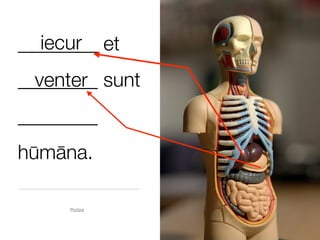 iecur
________ et
________ sunt
  venter
________
hūmāna.

     Pictūra
 