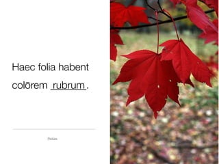 Haec folia habent
colōrem _______.
        rubrum



       Pictūra
 