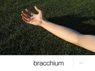 bracchium   Pictūra
 