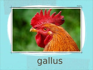 gallus
Pictūra
 