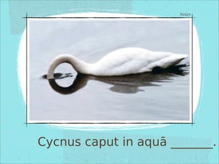 Cycnus caput in aquā _______.
Pictūra
 