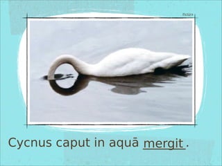 Cycnus caput in aquā _______.
Pictūra
mergit
 