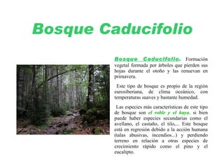 Bosque Caducifolio ,[object Object]