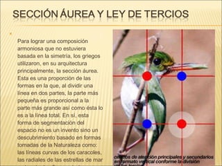 Para lograr una composición armoniosa que no estuviera basada en la simetría, los griegos utilizaron, en su arquitectura principalmente, la sección áurea. Esta es una proporción de las formas en la que, al dividir una línea en dos partes, la parte más pequeña es proporcional a la parte más grande así como ésta lo es a la línea total. En sí, esta forma de segmentación del espacio no es un invento sino un descubrimiento basado en formas tomadas de la Naturaleza como: las líneas curvas de los caracoles, las radiales de las estrellas de mar y otras tantas figuras, todas con un origen común.  