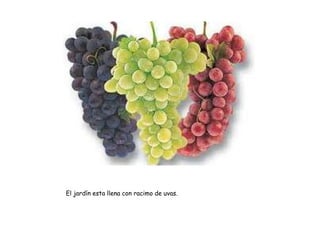 El jardín esta llena con racimo de uvas.