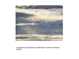 Los pájaros son migrantes cuando llega el invierno al Estados Unidos.