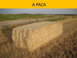 A PACA
 