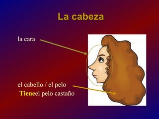 La cabeza

la cara




el cabello / el pelo
 Tieneel pelo castaño
 