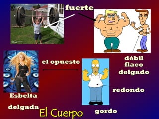 fuerte




                                  débil
          el opuesto              flaco
                                 delgado

                            redondo
Esbelta
delgada
          El Cuerpo      gordo
 