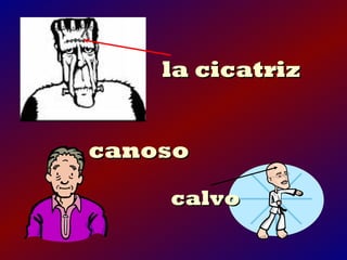 la cicatriz


canoso

    calvo
 
