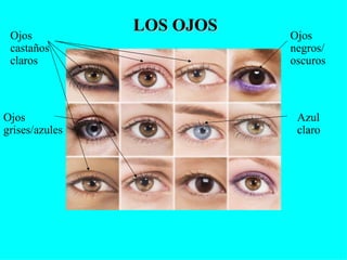 Ojos
                LOS OJOS   Ojos
 castaños                  negros/
 claros                    oscuros



Ojos                        Azul
grises/azules               claro
 