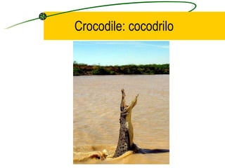 Crocodile: cocodrilo 