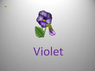 Violet