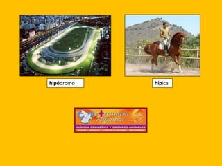 hipódromo   hípica
 