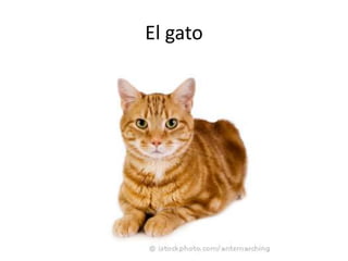 El gato
 