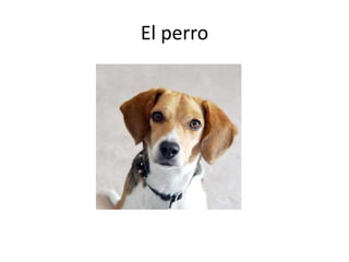 El perro
 