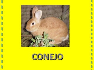 CONEJOCONEJO
 