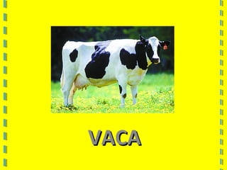 VACAVACA
 