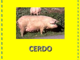 CERDOCERDO
 
